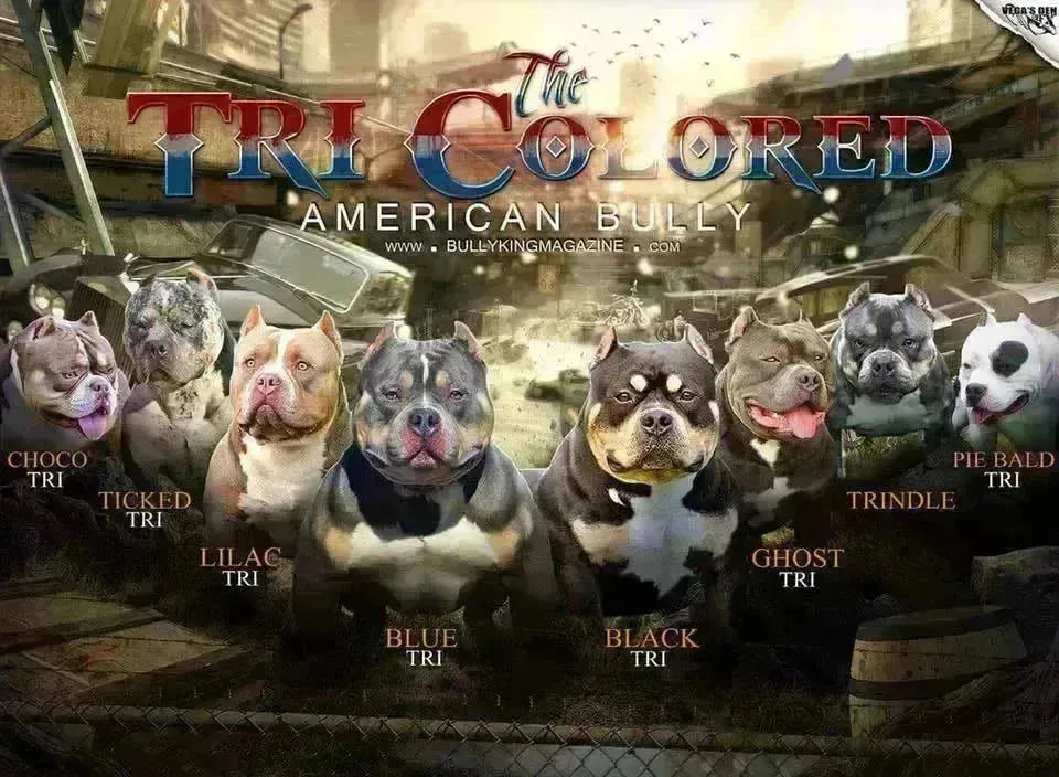 🧬 Merle American Bullies: Genetics, Health Risks & Ethical Breeding in 2025-Venomline | Texas Size Bullies | Top Pocket Bully Kennel