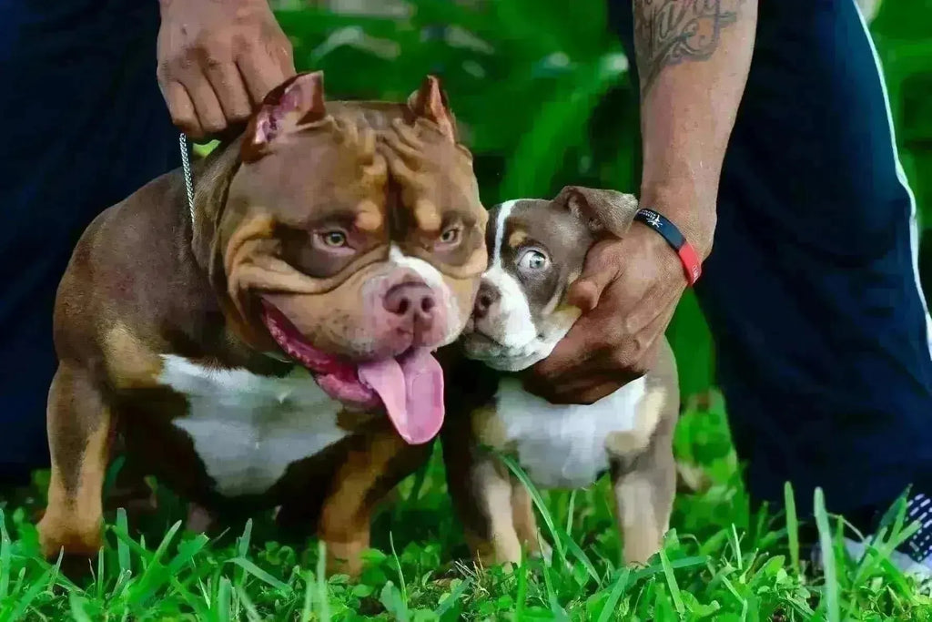 🧬 Micro Bully Stud Services: Why Structure, Bone & Temperament Still Matter (2025)-Venomline | Texas Size Bullies | Top Pocket Bully Kennel