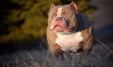 Phenotype vs Genotype in American Bully Breeding: The Complete 2025 Guide