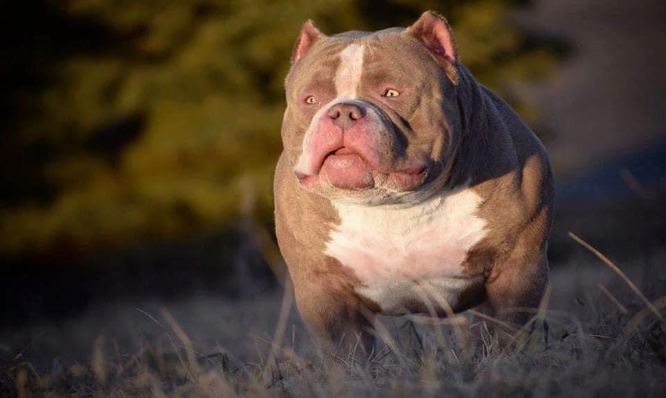 Phenotype vs Genotype in American Bully Breeding: The Complete 2025 Guide-Venomline | Texas Size Bullies | Top Pocket Bully Kennel