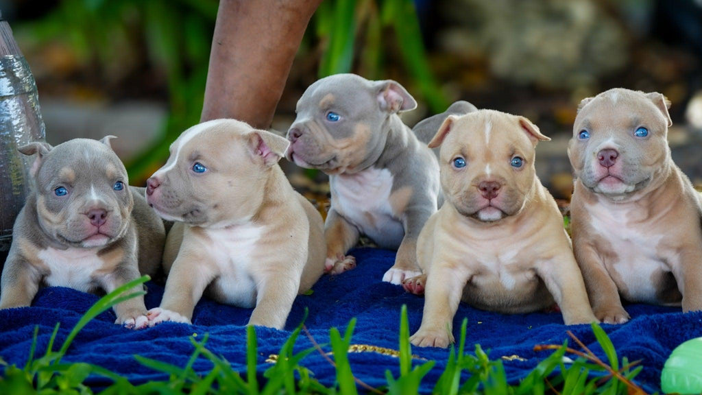 Pocket American Bully Puppies for Sale — Venomline’s Recent Litter-Venomline | Top Pocket American Bully Breeder