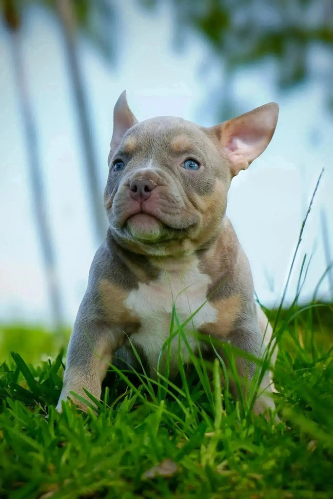 Pocket American Bully Puppies for Sale — Venomline’s Recent Litter - Venomline Pocket Bully Breeders