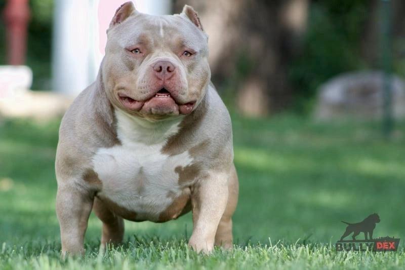 Pocket Bully Growth & Weight Chart (2025): Size by Age, Photos & Calculator-Venomline | Top Pocket American Bully Breeder