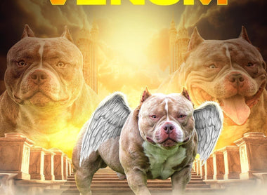 Rest in Peace to an American Bully Legend: Louis V Line's Venom