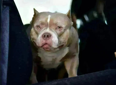 The American Bully Market Is Saturated — But Quality Still Sells