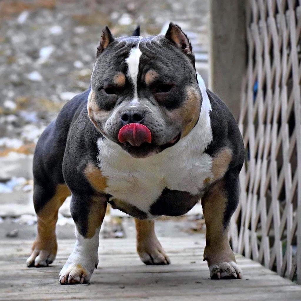 The Definitive Guide to American Bully Diet & Nutrition (2025)-Venomline | Top Pocket American Bully Breeder