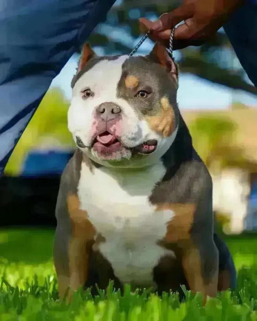 The Definitive Guide to the Pocket Bully: A Venomline Perspective-Venomline | Texas Size Bullies | Top Pocket Bully Kennel