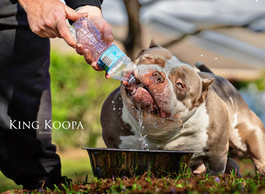 The Pocket Bully: A Comprehensive Guide to This Unique American Bully Class