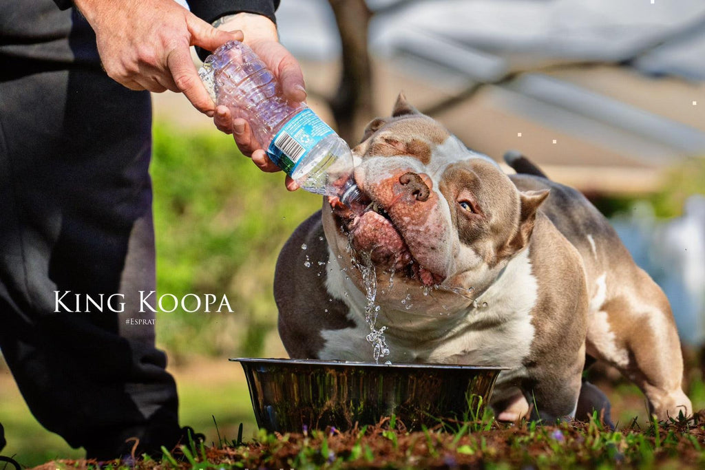The Pocket Bully: A Comprehensive Guide to This Unique American Bully Class-Venomline | Texas Size Bullies | Top Pocket Bully Kennel