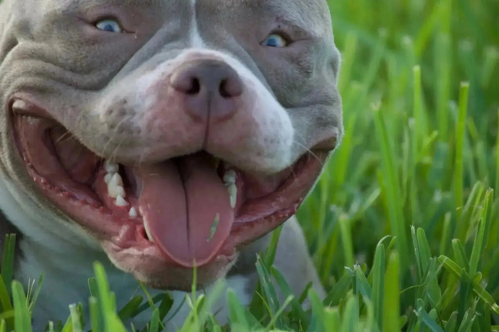 The Real American Pocket Bully Temperament: A Definitive Guide-Venomline | Top Pocket American Bully Breeder