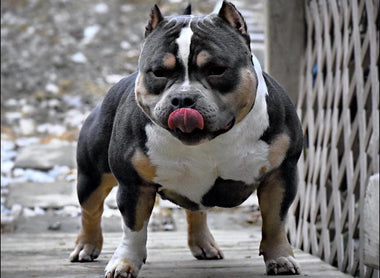 The Top American Bully Studs (Best Pocket Bully Studs) 2024