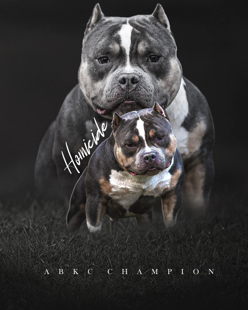 The Ultimate 2025 Guide to International American Bully Stud Service & Semen Shipping-Venomline | Top Pocket American Bully Breeder