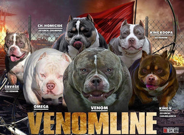 Top Producing American Bully Studs (Best Pocket Bully Studs)  2023— Venomline