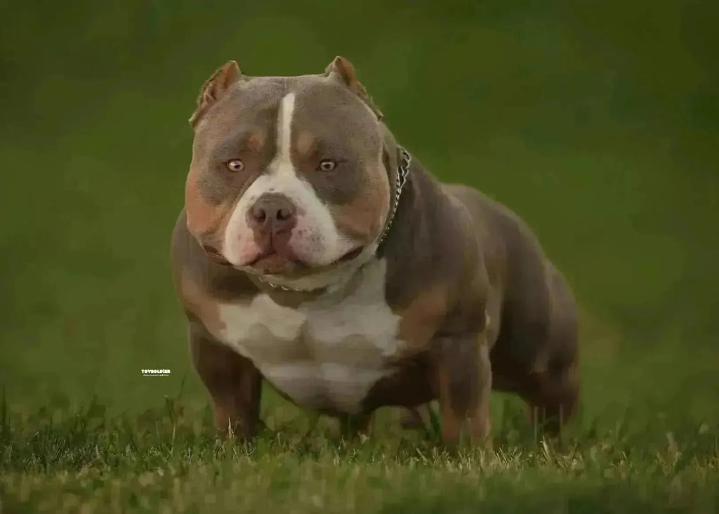 Top Producing American Bully Studs (Best Pocket Bully Studs)  2023-Venomline | Texas Size Bullies | Top Pocket Bully Kennel