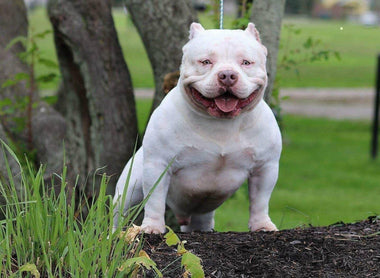 TOP PRODUCING LOUIS V LINE STUD | BULLY KING MAGAZINE MASCOT OMEGA