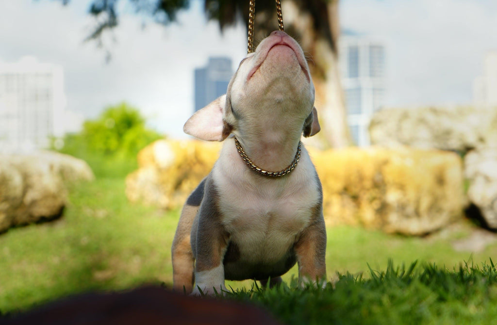 Top Quality American Bully Puppies For Sale - #1 Bloodline - Venomline-Venomline | Top Pocket American Bully Breeder