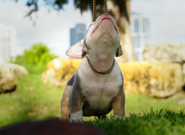 Top Quality American Bully Puppies For Sale - #1 Bloodline - Venomline