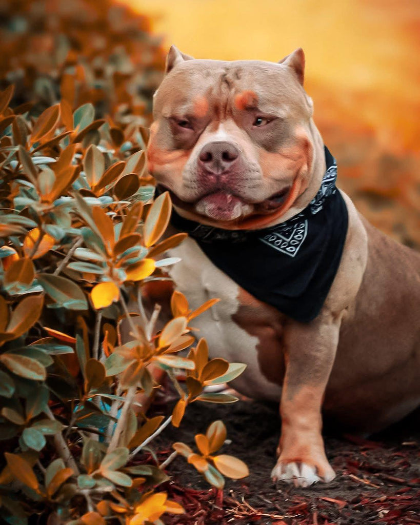 Ultimate 2025 Guide to American Bully Breeding: Classes, Foundation Dogs & Stud Strategy-Venomline | Top Pocket American Bully Breeder