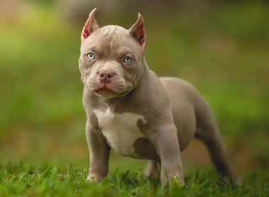 Ultimate Guide to Choosing a Puppy: Understanding the Breeder’s Selection Process