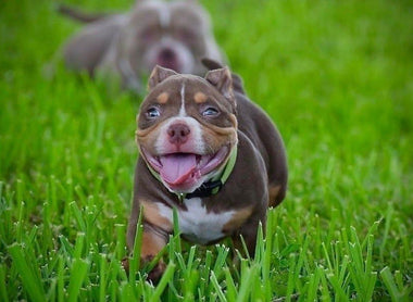 Ultimate Guide to Choosing a Puppy: Understanding the Breeder’s Selection Process
