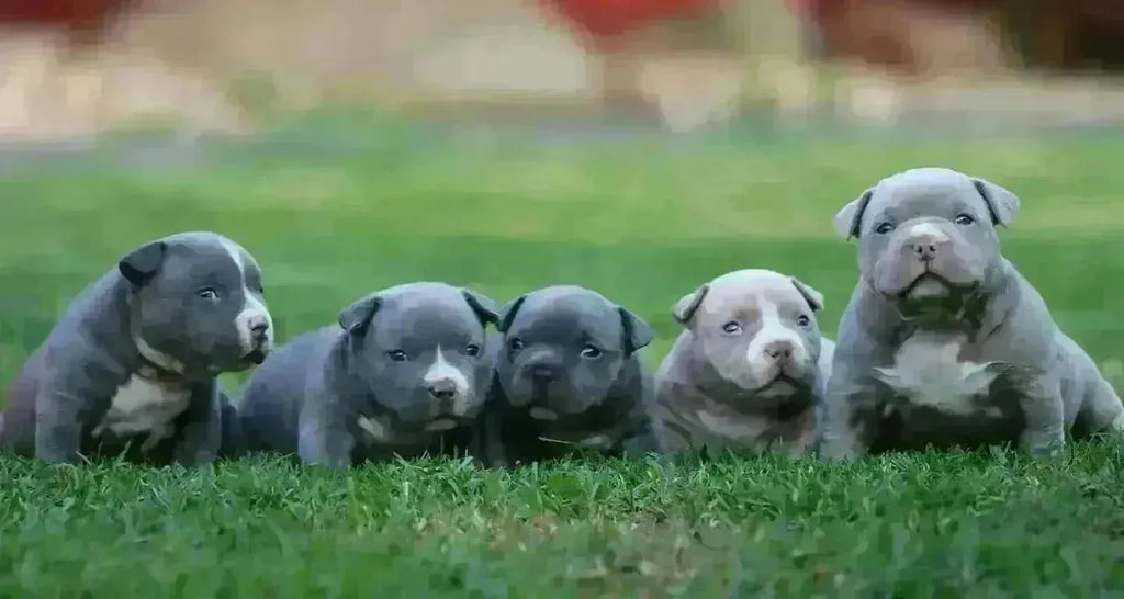 Understanding Progesterone Test Results & Determining Optimal Breeding Days (2025 Breeder Guide)-Venomline | Texas Size Bullies | Top Pocket Bully Kennel