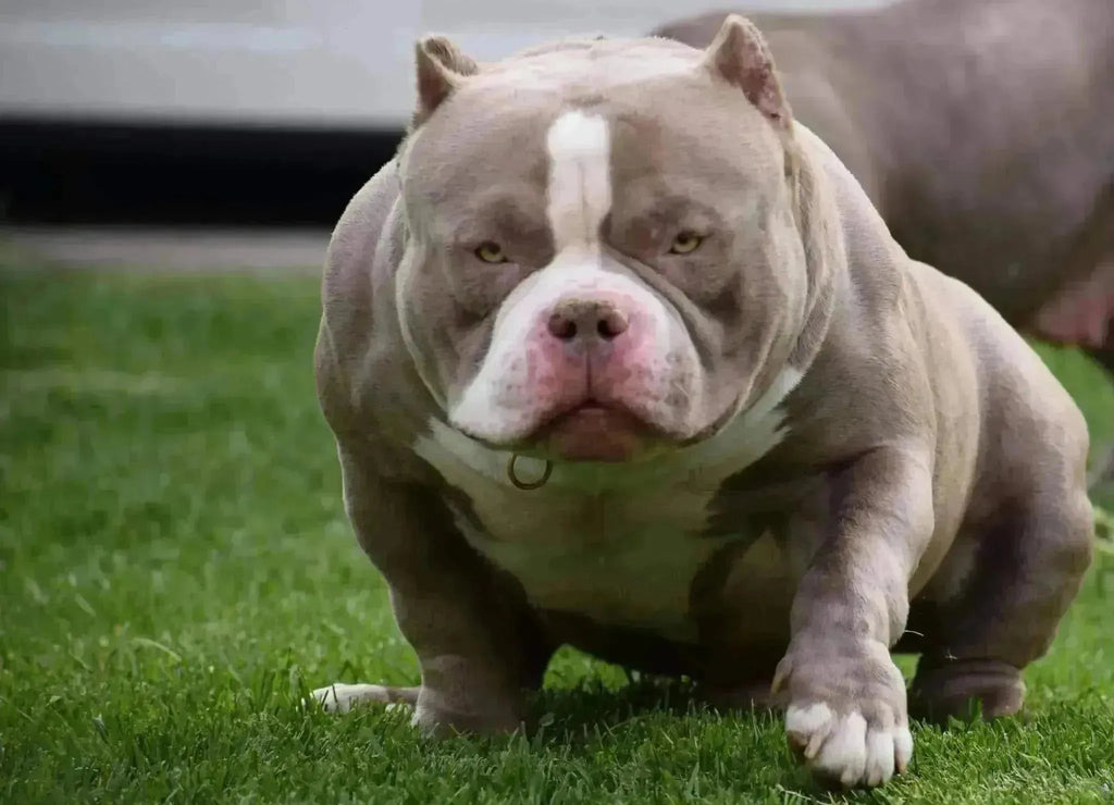 Unveiling the Reign of Venomline: The #1 American Bully Bloodline-Venomline | Texas Size Bullies | Top Pocket Bully Kennel