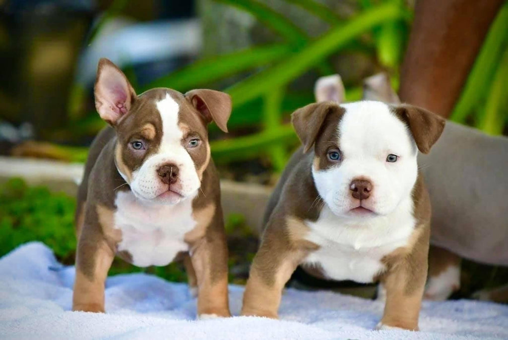 VENOMLINE AMERICAN BULLY BLOODLINE: PUPPIES FOR SALE-Venomline | Top Pocket American Bully Breeder