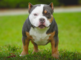 Venomline Pocket American Bullies: Legacy, Bloodline & Future — Elite Breedings 2025