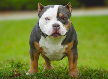 Venomline Pocket American Bullies: Legacy, Bloodline & Future — Elite Breedings 2025