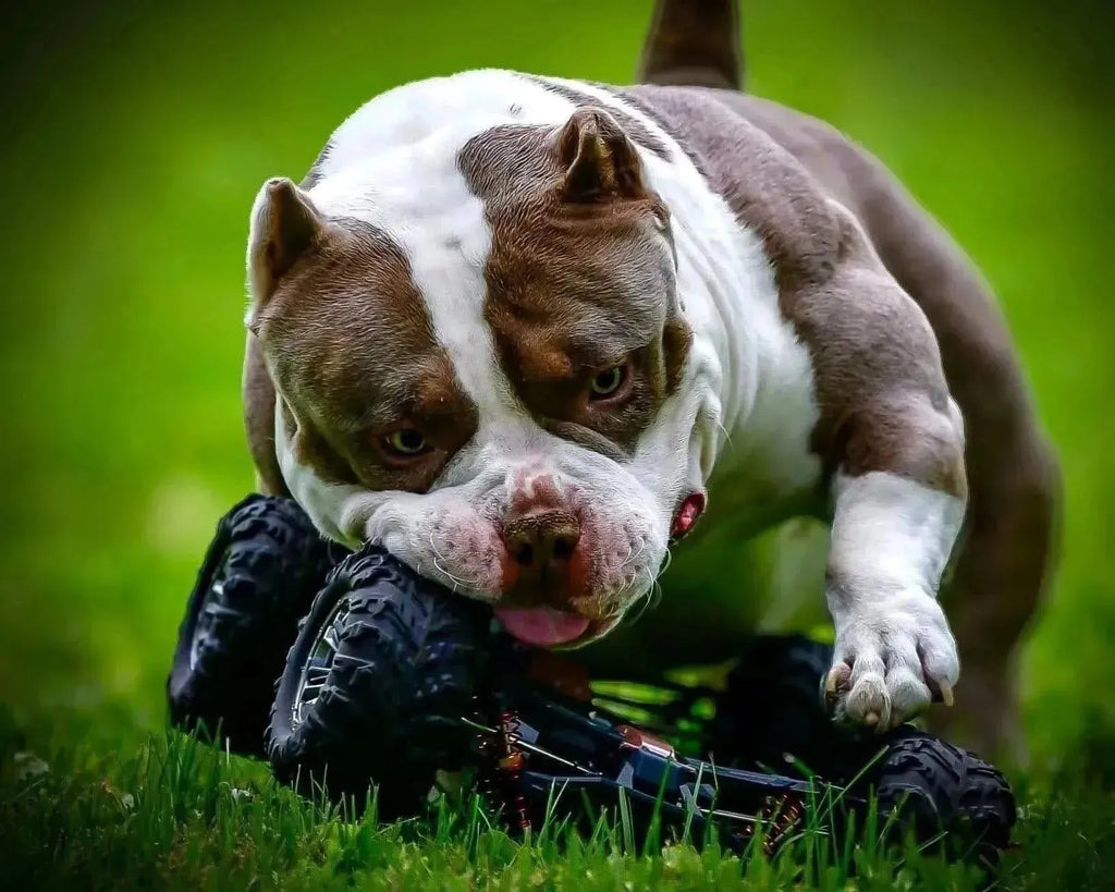 Venomline Pocket Bullies: January 2025 Update & Latest News-Venomline | Texas Size Bullies | Top Pocket Bully Kennel