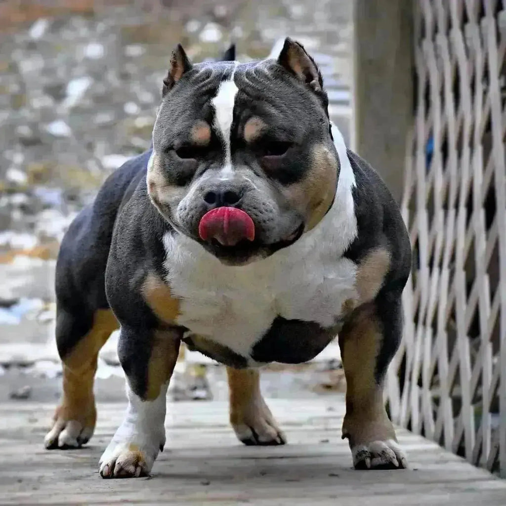 Venomline Pocket Bullies: Legacy, Bloodline & Future — Elite Breedings 2025-Venomline | Texas Size Bullies | Top Pocket Bully Kennel