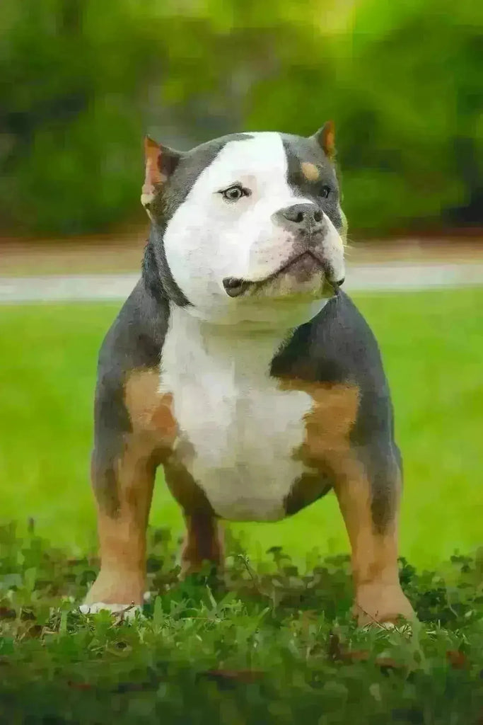 What Is Breed Type in the American Bully Breed? Key Traits, Standards and Characteristics-Venomline | Texas Size Bullies | Top Pocket Bully Kennel