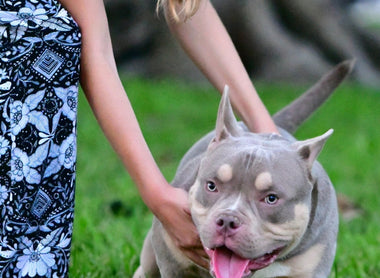 NO, the Pocket Bully Isn’t Banned: Debunking Myths & Celebrating a Gentle Breed