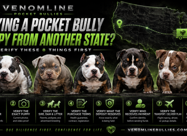 Buying a Pocket Bully Puppy From Another State: 8 Things to Verify Before Paying