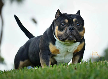 Phenotype vs Genotype American Bully: 2026 Breeding Guide