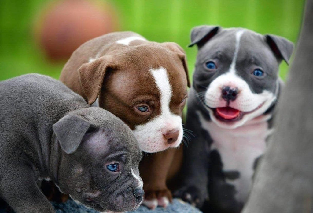 POCKET AMERICAN BULLY PUPPIES FOR SALE, AVAILABLE STUDS & UPCOMING LITTERS