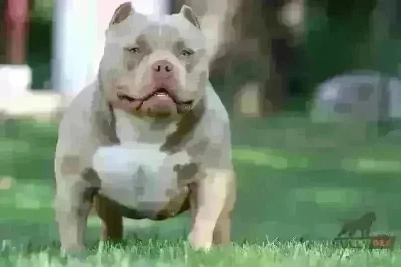 Pocket Bully Growth & Weight Chart (2025): Size by Age, Photos & Calculator - Venomline Pocket Bully Breeders