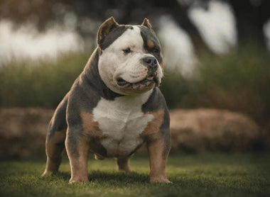 Pocket Bully Health: Vet-Backed Guide to Common Issues, Prevention & Care