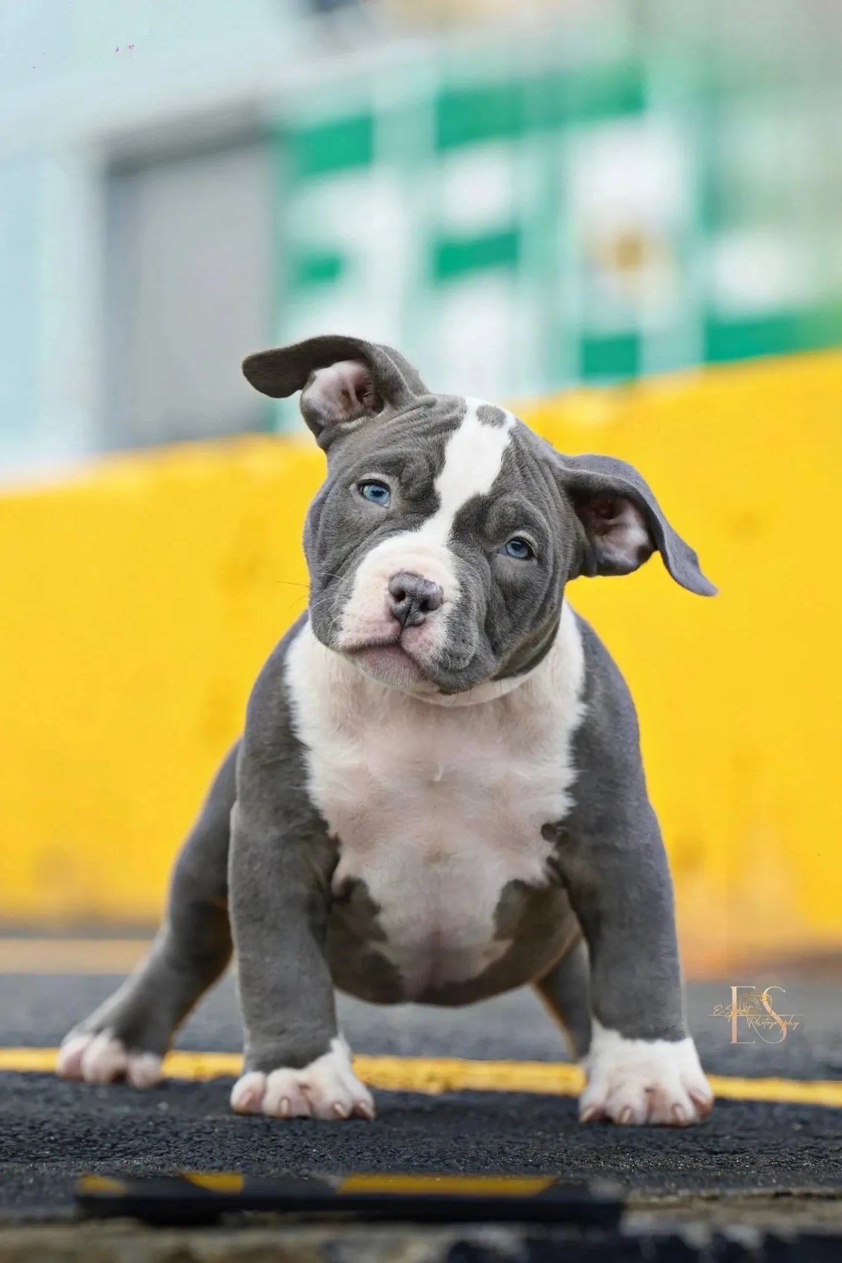 Pocket Bully puppy in Florida for breeder verification, deposits, pickup and delivery