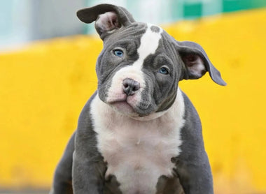 Pocket Bully Puppies for Sale in Florida (2025) | Prices & West Palm Beach Pickup