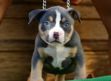 Pocket Bully Puppies for Sale Near You (State by State Guide)