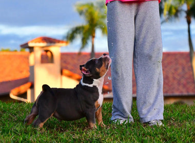 Pocket Bully Puppy Growth Stages (2026): Week-by-Week Guide