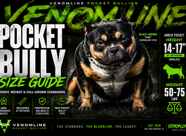 American Bully Sizes: Micro vs Pocket vs Standard, Classic & XL