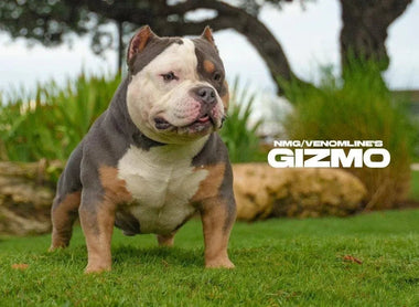 Pocket Bully Training Guide 2025: Fix Behavior Fast (Proven, Reward-Based)