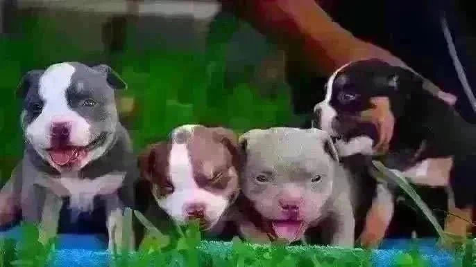 Pocket Bully Travel Guide 2025: Flying, Hotels & Road Trips-Venomline | Top Pocket American Bully Breeder