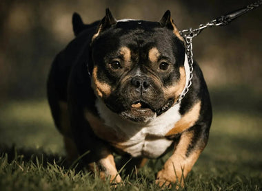 Pocket Bully vs XL Bully Laws UK 2025 | Is The Pocket Bully Banned?