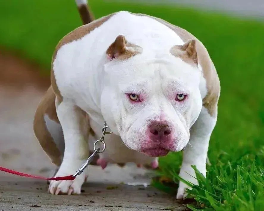 Progesterone Testing in Dogs (2025 Guide): Breeding Timing & Results - Venomline Pocket Bully Breeders