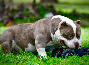 Pups to Adults: 9 Incredible American Bully Transformations You Have to See To Believe!