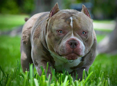 Rest in Peace to an American Bully Legend: Louis V Line's Venom