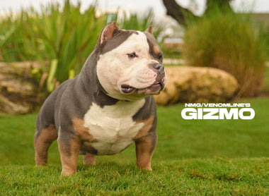 The $2 Billion American Bully Market | 2025 Size, Value & Trends